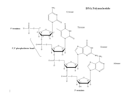 Unraveling the Potential of Polynucleotides in Skincare: A Comprehensive Guide